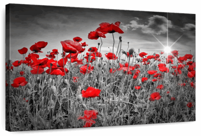 Red Poppies Pop Wall Art